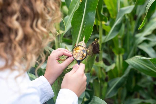 Scientist Inspecting Mycotoxin Risks