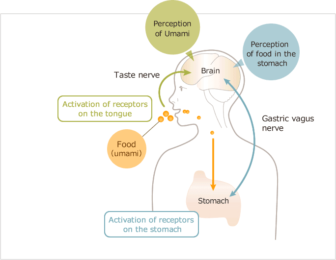 Umami And Glutamates Role In Digestion