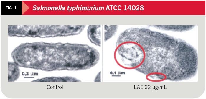 Salmonella typhimurium ATCC 14028